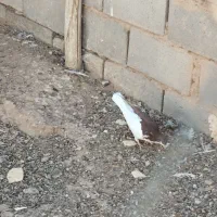 فروش یکجا کفتر و مرغ محلی|پرنده|بیرجند, |دیوار