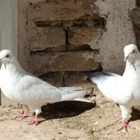 کبوتر سو قدیم