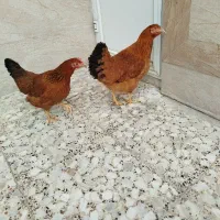 دوعددمرغ محلی