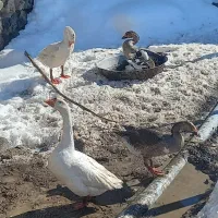 قوغاز و محلی|حیوانات مزرعه|اردبیل, |دیوار