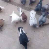 25تا کهنه بوم فروشی