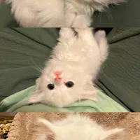 گربه پرشین سفید|گربه|کرج, کوی مدرس|دیوار