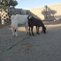 دو عدد بز پاکستانی