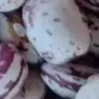 لوبیا چیتی تازه ی دینارون. کره. گاوداری.