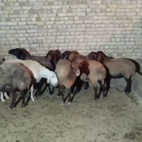 میش وبره