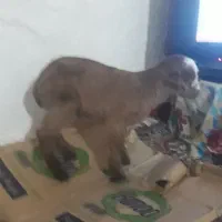 بزغاله سروحال