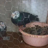 کفتر جفتگاه قفس جفتگاه|پرنده|مشهد, هدایت|دیوار