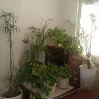 گل نخل مرداب وپتوس|گل و گیاه طبیعی|سبزوار, جوادیه غربی|دیوار