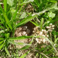 فروش یونجه ۱ تن