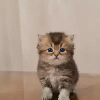 فروش گربه های وارداتی|گربه|رشت, لاکان|دیوار