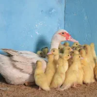 35 عدد جوجه اردک اسرائیلی سفید