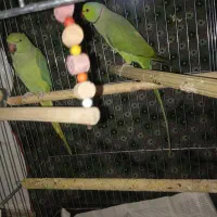 طوطی ملنگو|پرنده|قزوین, |دیوار