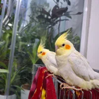 جفت عروس هلندی دستی