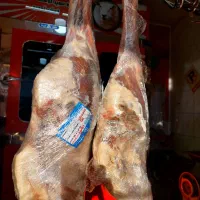 گوسفندی منجمد