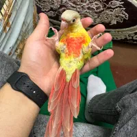 طوطی گرینچیک|پرنده|امامزاده عبدالله, |دیوار