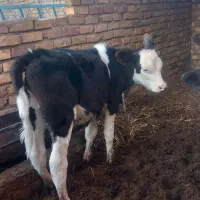 گوساله ماده ۴ماهه