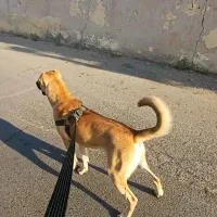 سگ سرابی|سگ|رباطکریم, شهرک صنعتی زوارهای|دیوار