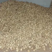 انجیر استهبان