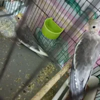 جفت عروس هلندی مولد|پرنده|مرودشت, ثبت احوال|دیوار