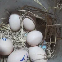 تخم برهما و جوجه