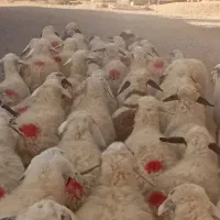 میش قلمه آباده ای ابستن‌مایه دار