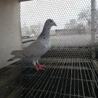 سار ماده و دم سیاه ماده و کلاغ|پرنده|مشهد, کارمندان دوم|دیوار