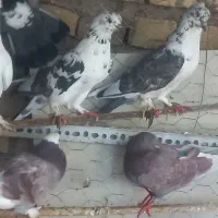 کبوتر کاشانی ، شازده ، خال سرخ . مشکی|پرنده|شاهین‌شهر, عطار|دیوار