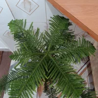 کاج مطبق|گل و گیاه طبیعی|دهگلان, |دیوار