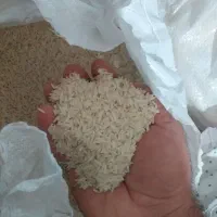 برنج طارم هاشمی گیلان|خوردنی و آشامیدنی|اصفهان, لاله|دیوار