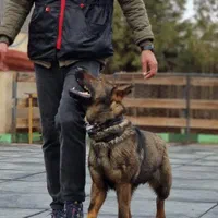 آموزش سگ .سگ گارد.مربی سگ|خدمات آموزشی|تهران, شهرک غرب|دیوار