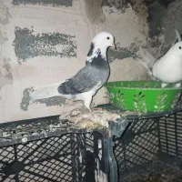 3عدد کبوتر یک نر دو ماده|پرنده|لاجان, |دیوار