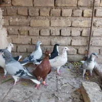 کبوتر رنگی|پرنده|قزوین, |دیوار