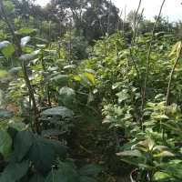 آواکادو و کامکوات|خدمات باغبانی و درختکاری|تنکابن, |دیوار