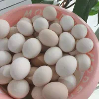 تخم مرغ محلی نطفه دار
