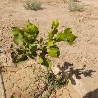 باغ ۱۵۰۰ متری میوه و پسته در گرگاب|فروش دفتر صنعتی، کشاورزی، تجاری|شاهین‌شهر, گرگاب|دیوار