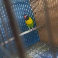 طوطی برزیلی نر مست