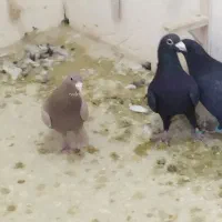 نرسوراخ.|پرنده|چترود, |دیوار