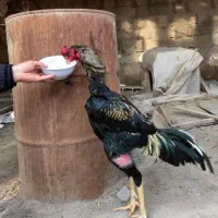 خروس لاری از مولد عکس اول.مولد قبلا فروخته شده