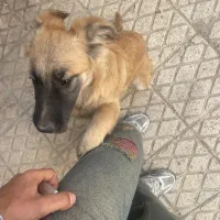 واگذاری میکس ژرمن