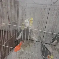 عروس هلندی|پرنده|تربت جام, میرقوام الدین|دیوار