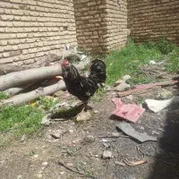 خروس کلین جوان