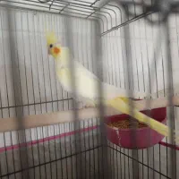 عروس هلندی|پرنده|کاشان, آیت الله سعیدی|دیوار