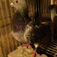 کبوتر پلاکی مسافتی جان اردن خون خالص خالص|پرنده|تهران, بوستان ولایت|دیوار