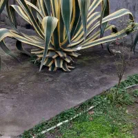 گل بزرگ و بسیار زیبا|گل و گیاه طبیعی|بندر انزلی, چهارفریضه|دیوار