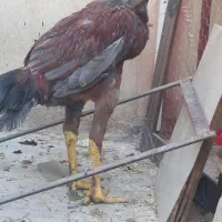 لاری‌اصل