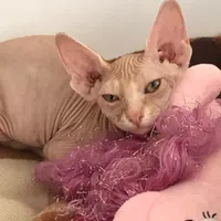 توله گربه اسفینکس (sphynx)|گربه|بابل, |دیوار