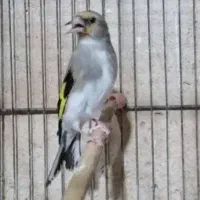 قناری سهره|پرنده|بوشهر, |دیوار