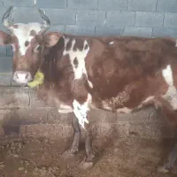 فروش فوری به‌علت‌کمبود مالی