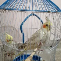 عروس هلندی زیبا