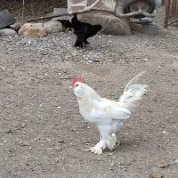 خروس ومرغ|حیوانات مزرعه|مزرعه کتول, |دیوار